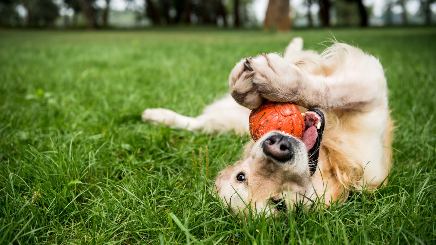 the best interactive dog toy