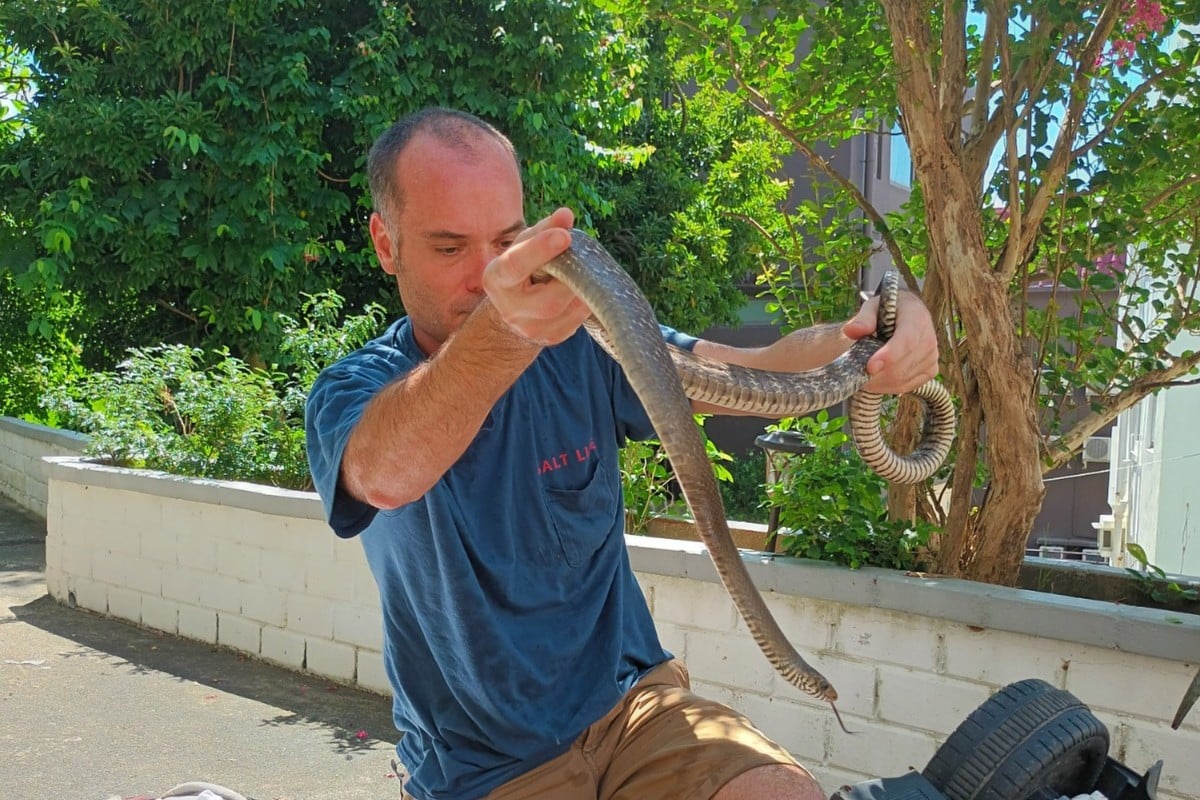 snake catcher near me