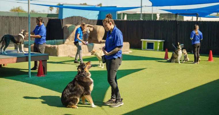 Perfect Pups: Proven Methods for Fun and Effective Training