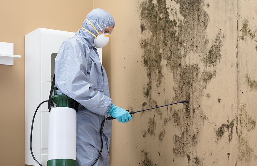 Mastering Mold Inspection and Testing for Businesses and Homes Matters