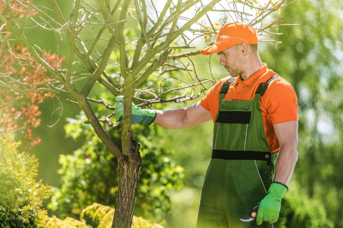 tree service in Canton and north Canton, Ohio